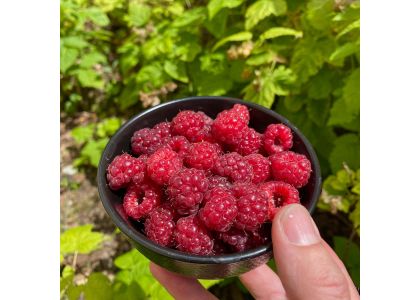Harvests of autumn-bearing raspberries in Serbia and Moldova begin in August, with the EU commencing procurement; the outlook for the Ukrainian harvest remains uncertain.